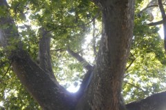DSCN5531