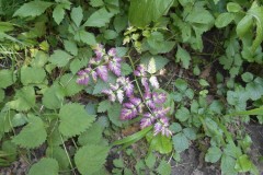 DSCN5569
