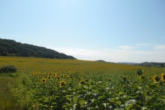 DSCN5581