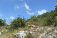 DSCN5607